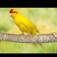 2 jeunes kakariki élevés par les parents – sociabl