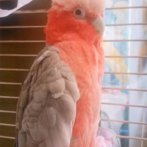 Cacatoès rosalbin #0