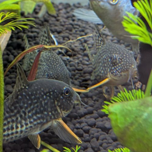 Trois corydoras