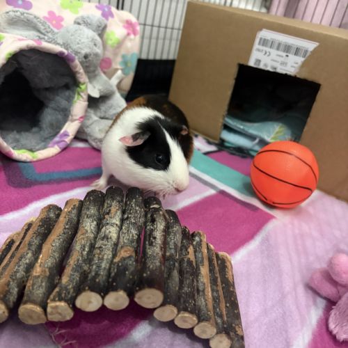 Cochon d’inde mâle 4 mois #2