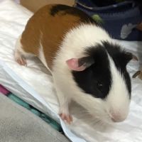 Cochon d’inde mâle 4 mois