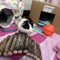 Cochon d’inde mâle 4 mois #2