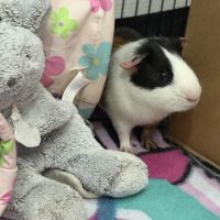 Cochon d’inde mâle 4 mois #3