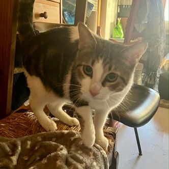 Alba l'aude, la belle minette #0