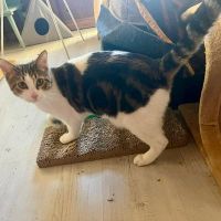 Alba l'aude, la belle minette #1