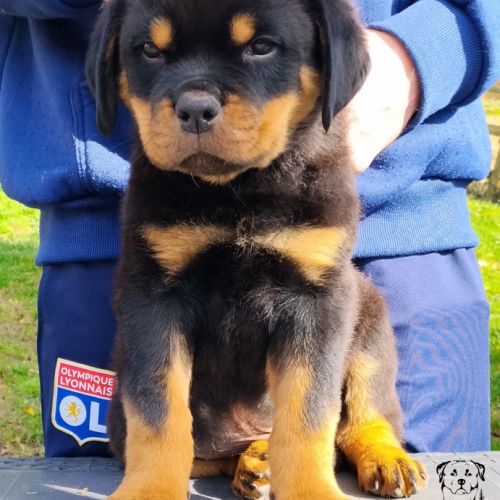 Chiot mâle inscrit au lof #2