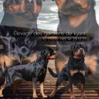 Chiot mâle inscrit au lof