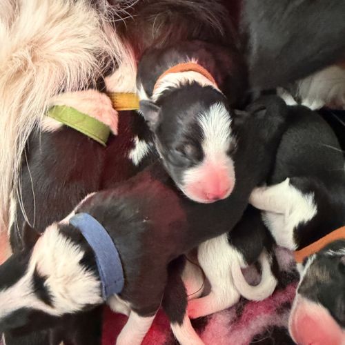 À adopter mâles border collie nés le 27/02/26 #2