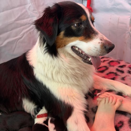 À adopter mâles border collie nés le 27/02/26 #3