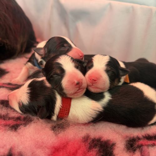 À adopter mâles border collie nés le 27/02/26 #4