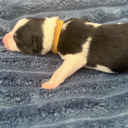 À adopter mâles border collie nés le 27/02/26 #5