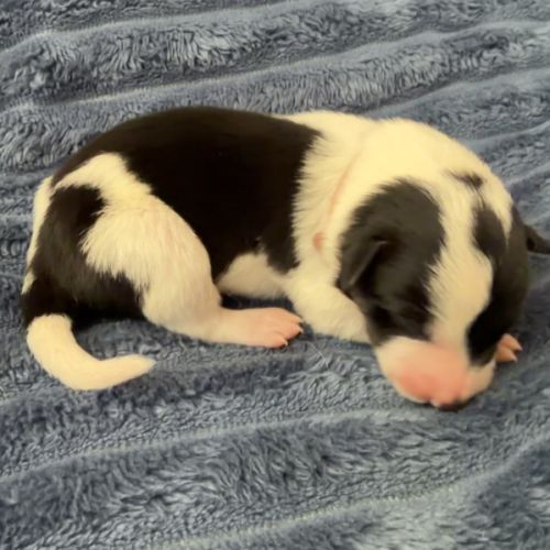 À adopter mâles border collie nés le 27/02/26 #0