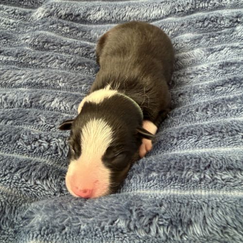 À adopter mâles border collie nés le 27/02/26 #7