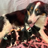 À adopter mâles border collie nés le 27/02/26 #1