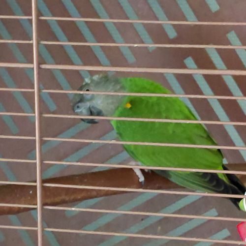 Couples de youyou du sénégal #0