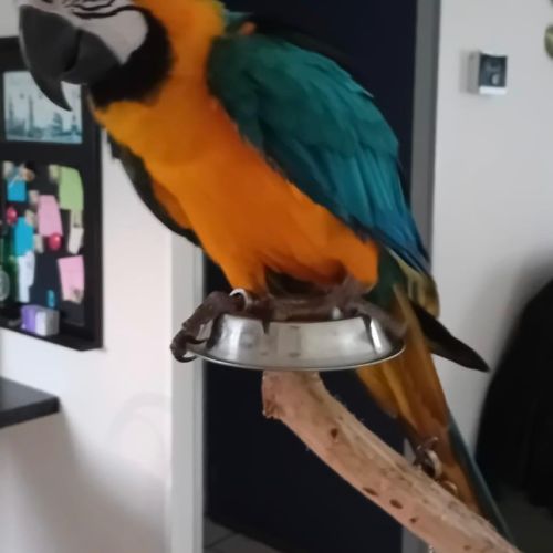 Margot: ara ararauna #0