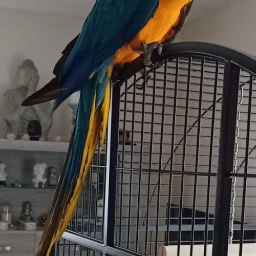 Margot: ara ararauna #2