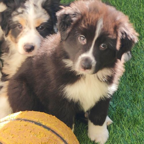 Chiot berger australien femelle lof #3