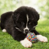 Chiot berger australien femelle lof