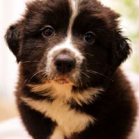 Chiot berger australien femelle lof #2