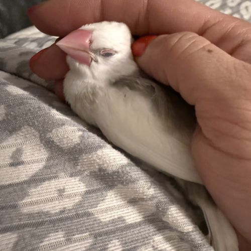 Padda de java mâle blanc