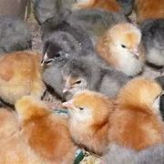 Oeufs fécondés de poule et coq voir la liste :-) #2