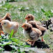 Oeufs fécondés de poule et coq voir la liste :-)