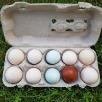 Oeufs fécondés de poule et coq voir la liste :-) #1