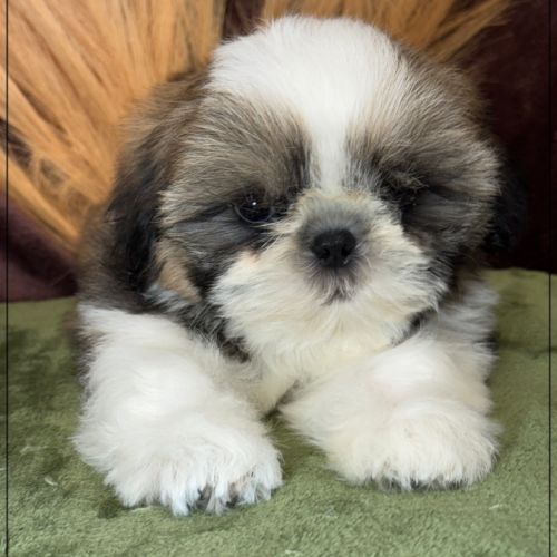 Disponible, anatole, mâle shih tzu lof #2