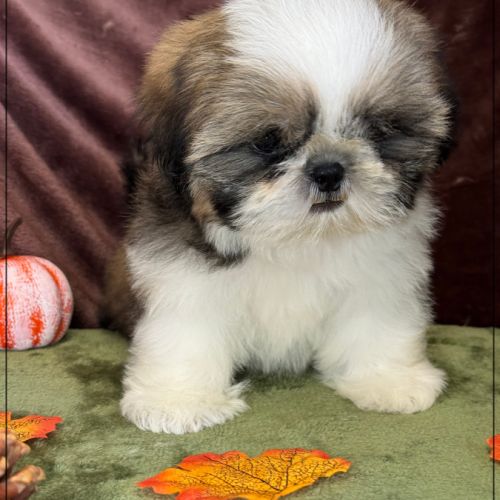 Disponible, anatole, mâle shih tzu lof #3