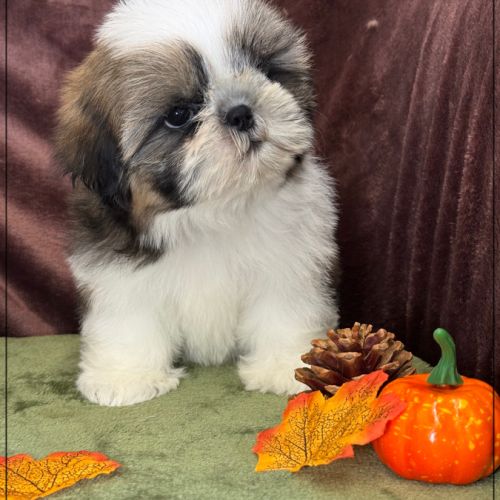 Disponible, anatole, mâle shih tzu lof