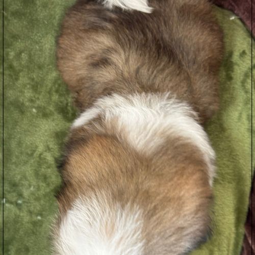 Disponible, anatole, mâle shih tzu lof #5