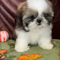 Disponible, anatole, mâle shih tzu lof #3