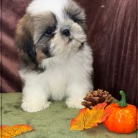 Disponible, anatole, mâle shih tzu lof #0