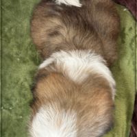 Disponible, anatole, mâle shih tzu lof #5