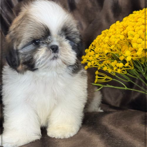 Disponible, alfred, mâle shih tzu lof #1