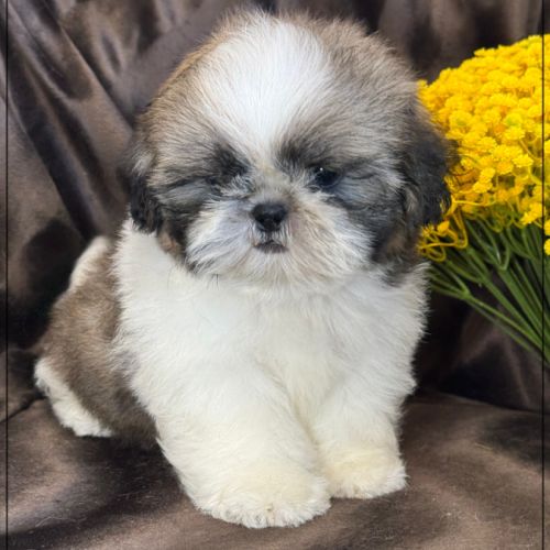 Disponible, alfred, mâle shih tzu lof