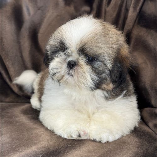 Disponible, alfred, mâle shih tzu lof #3