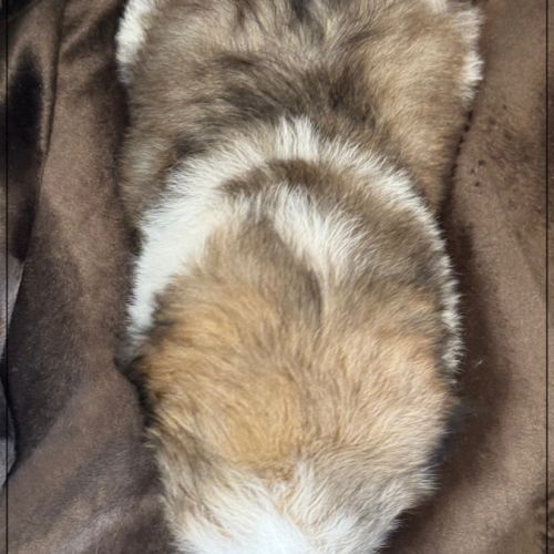 Disponible, alfred, mâle shih tzu lof #5