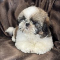 Disponible, alfred, mâle shih tzu lof #3