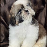 Disponible, alfred, mâle shih tzu lof #4