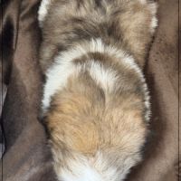 Disponible, alfred, mâle shih tzu lof #5