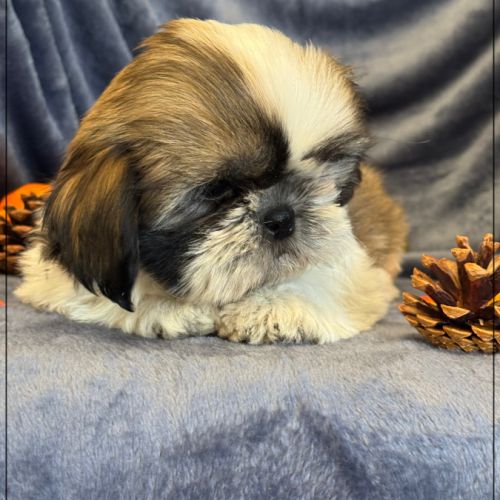 Disponible, magnum, mâle type shih tzu #2