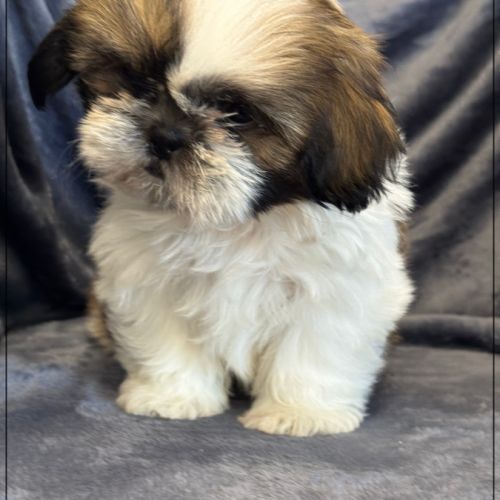 Disponible, magnum, mâle type shih tzu
