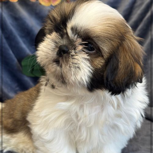 Disponible, magnum, mâle type shih tzu #4