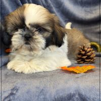 Disponible, magnum, mâle type shih tzu #1