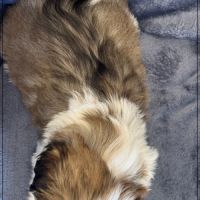 Disponible, magnum, mâle type shih tzu #5