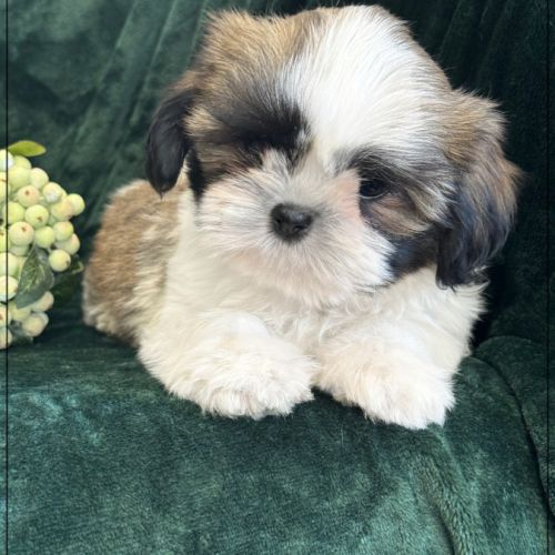 Disponible, pépito, mâle type shih tzu #2