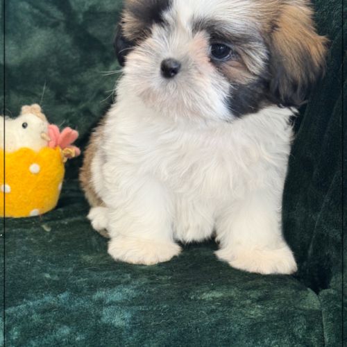 Disponible, pépito, mâle type shih tzu #4