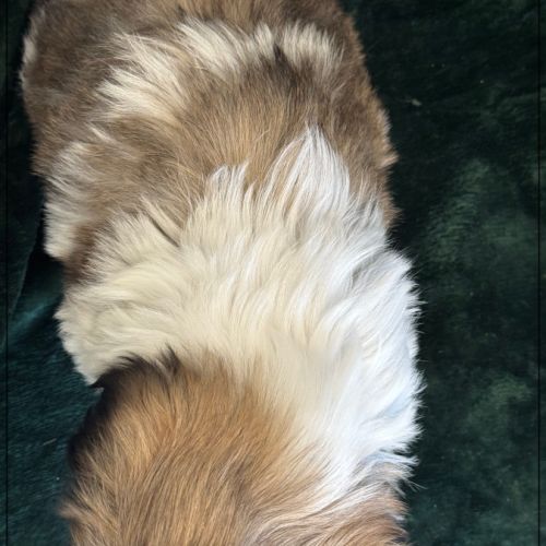 Disponible, pépito, mâle type shih tzu #5